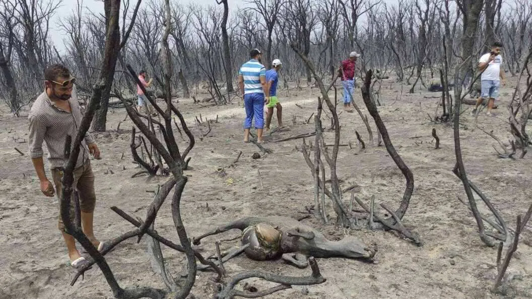 Perintah Hukuman Mati Untuk Pelaku Pembakaran Hutan di Aljazair