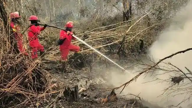 Wamentan Dorong Lahan Bekas Karhutla di Kalteng untuk Tanaman Pangan