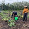 Anggota Satgas TMMD Wiltas Ke-127 Bantu Warga Rawat Tanaman Terong di Linggang Amer