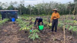 Anggota Satgas TMMD Wiltas Ke-127 Bantu Warga Rawat Tanaman Terong di Linggang Amer
