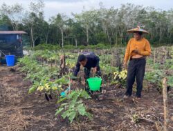 Anggota Satgas TMMD Wiltas Ke-127 Bantu Warga Rawat Tanaman Terong di Linggang Amer