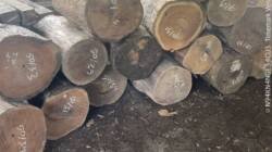 Pembinaan atau Pembiaran? Dugaan Illegal Logging Tak Diusut Tuntas