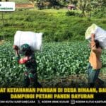 Perkuat Ketahanan Pangan di Desa Binaan, Babinsa Dampingi Petani Panen Sayuran