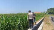Polsek Kademangan Bergerak, Petani Jagung Didorong Tingkatkan Produksi Pangan