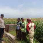 Ketahanan Pangan Dimulai dari Desa, Polisi Hadir Dampingi Petani Jagung Triwung Kidul
