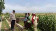 Ketahanan Pangan Dimulai dari Desa, Polisi Hadir Dampingi Petani Jagung Triwung Kidul