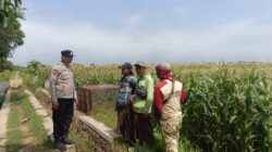 Ketahanan Pangan Dimulai dari Desa, Polisi Hadir Dampingi Petani Jagung Triwung Kidul