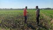Bhabinkamtibmas Kademangan Ajak Petani Waspada Gangguan Kamtibmas di Area Pertanian