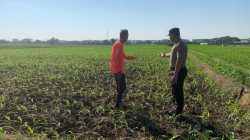 Bhabinkamtibmas Kademangan Ajak Petani Waspada Gangguan Kamtibmas di Area Pertanian