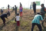 Pembinaan Lingkungan Hidup, Kodim Bojonegoro Tanam Ribuan Pohon Kayu Putih dan Balsa