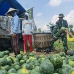 Pemanfaatan Lahan Kompi Produksi Kodim 0808/Blitar di Srengat Sukses Panen 10 Ton Semangka