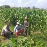 Polisi Sambangi Lahan Jagung di Wonoasih, Siap Dampingi Petani Hadapi Kendala di Lapangan