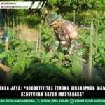 Babinsa Panca Jaya: Produktivitas Terong Diharapkan Mampu Penuhi Kebutuhan Sayur Masyarakat
