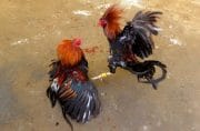 Polisi Tutup Mata, Rakyat Resah: Sabung Ayam Jadi Tamparan Hukum di Nganjuk