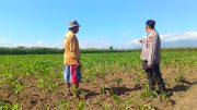 Polri Perkuat Ketahanan Pangan, Polsek Sumberasih Intensif Bina Lahan Jagung Petani