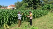 Polsek Kademangan Turun ke Sawah, Ajak Petani Perkuat Ketahanan Pangan Nasional