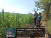 Polri Hadir di Tengah Petani, Polsek Sumberasih Intensif Dampingi Budidaya Jagung