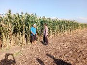 Kapolsek Sumberasih Pastikan Pendampingan Petani Berjalan Demi Ketahanan Pangan