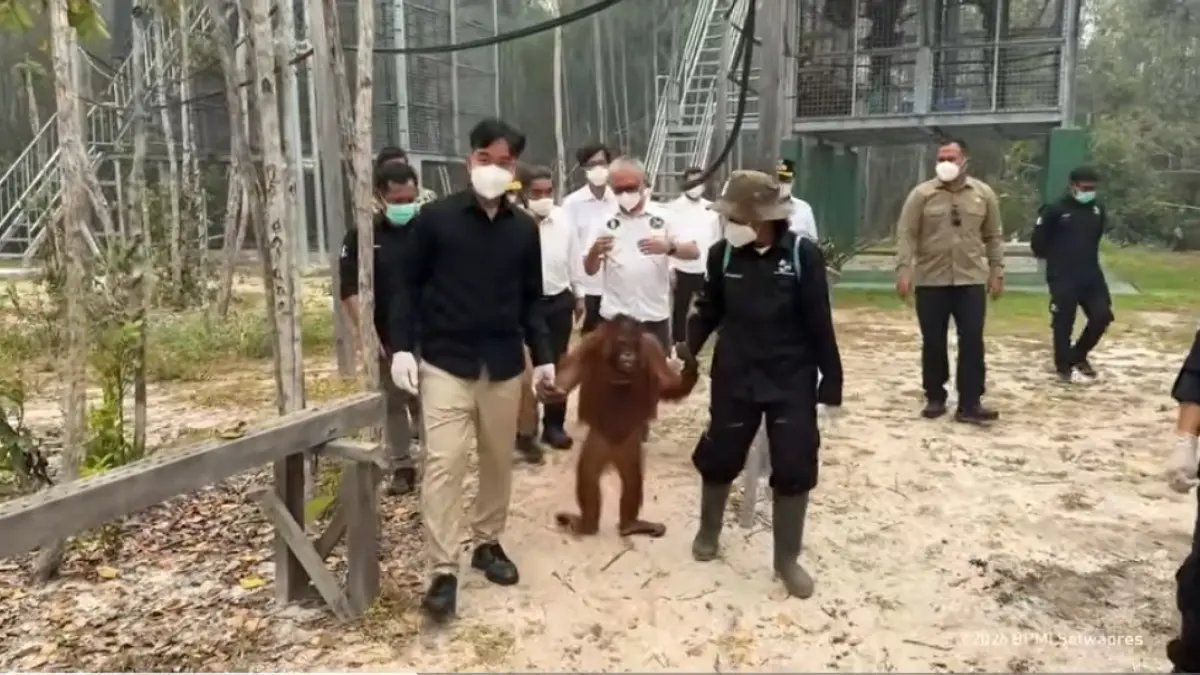Kunjungannya ke Pusat Rehabilitasi: Gibran Fokus Pada Perlindungan Orangutan