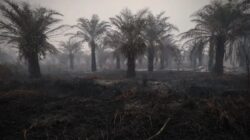 Penurunan Hotspot Karhutla di Indonesia: Kalteng Masih Memimpin