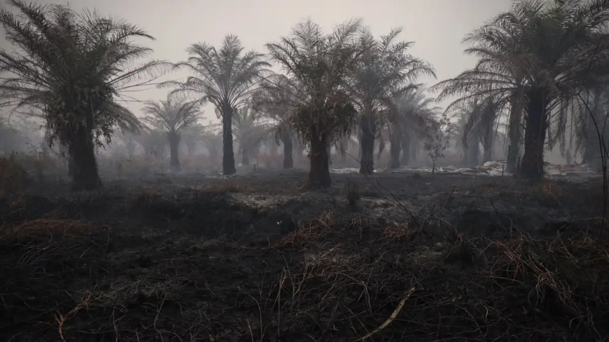 Penurunan Hotspot Karhutla di Indonesia: Kalteng Masih Memimpin