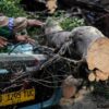 Tragedi Pohon Tumbang di Serang: Satu Tewas dan Satu Terluka