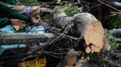 Tragedi Pohon Tumbang di Serang: Satu Tewas dan Satu Terluka