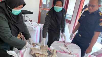Pengamanan 1,23 Ton Daging Hiu di Kupang