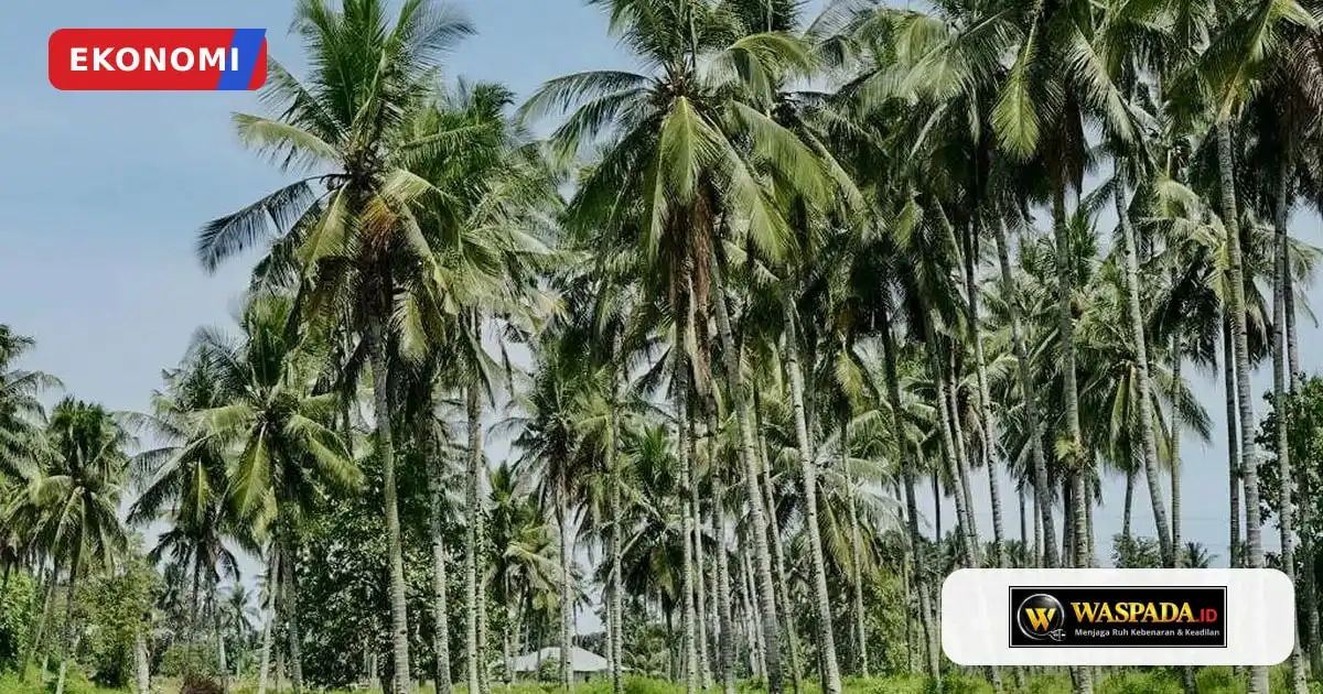 Pemerintah Targetkan Peremajaan 9.000 Hektare Kebun Kelapa pada 2027