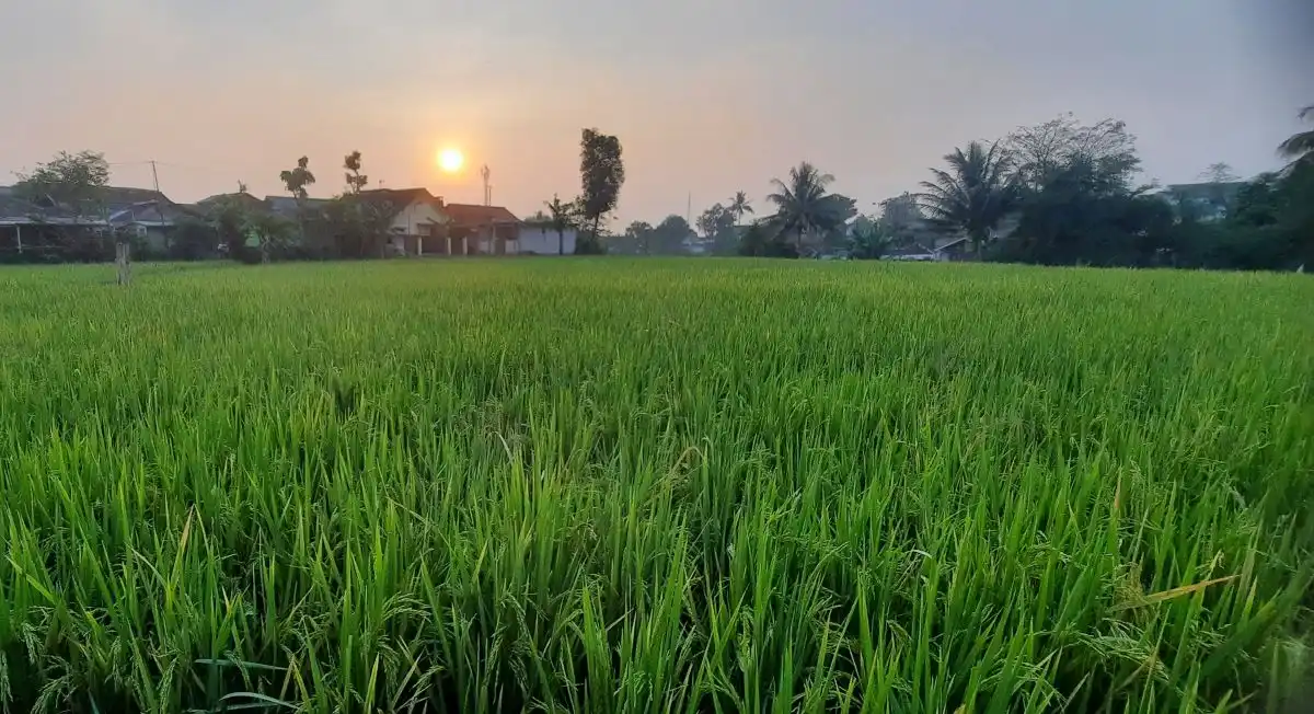 Meskipun telah mencatat surplus besar, aktivitas pertanaman padi di Cianjur masih terus berlangsung