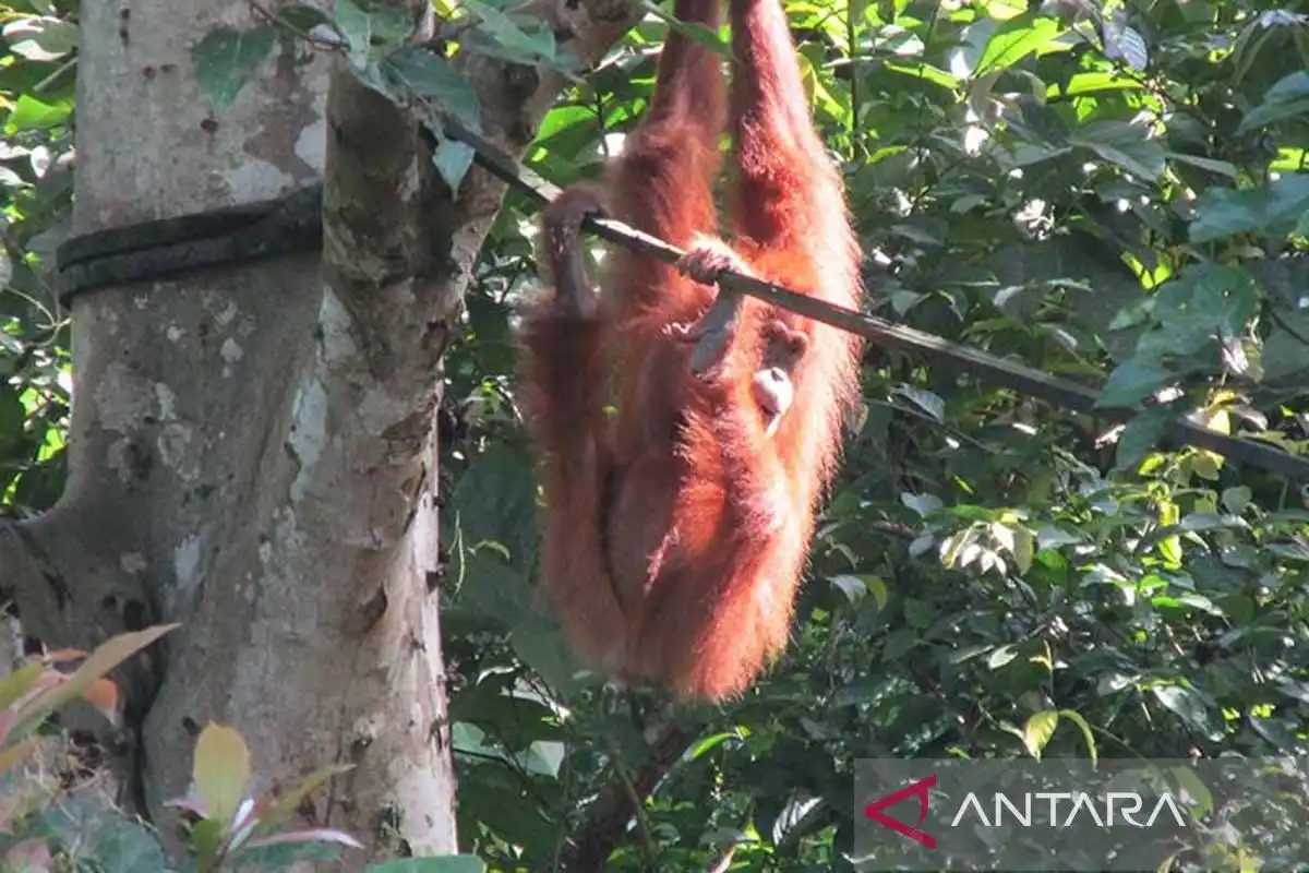 Kelahiran 12 Orang Utan Sumatra Catat Perkembangan Reintroduksi di Jantho