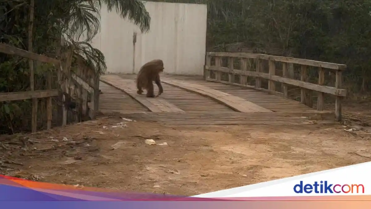 Orang Utan Terlihat di Tepian Jalan Kalteng Setelah Habitatnya Terbakar