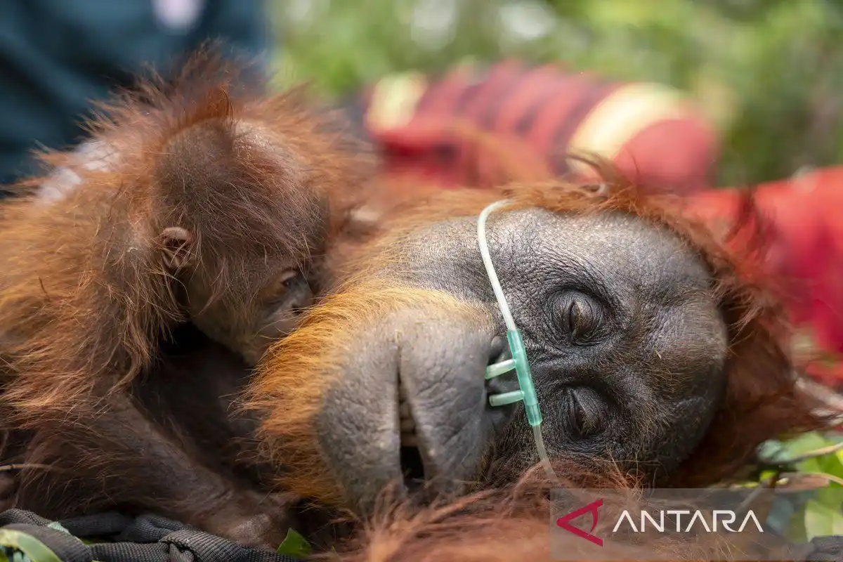 Penanganan 290 Satwa Liar Terdampak Karhutla, Mayoritas Berada di Kalimantan